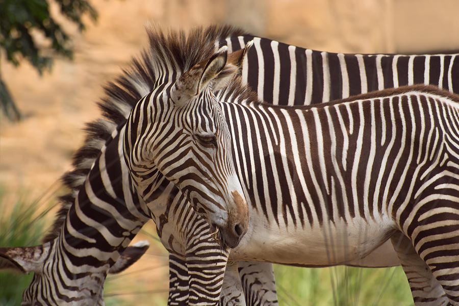 Grevys zebra Photograph by Zina Stromberg