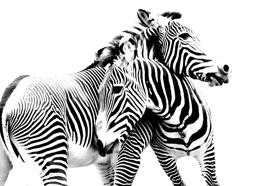 Zebra Photograph - Grevys Zebras by Nancy Jacobson