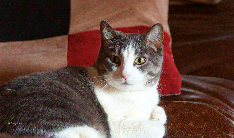 Grey and White Cat on Brown Photograph by Tracey Vivar