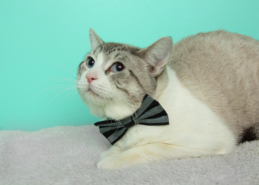 Grey And White Cat Wearing A Bow Tie With Blue Eyes Photograph by ...