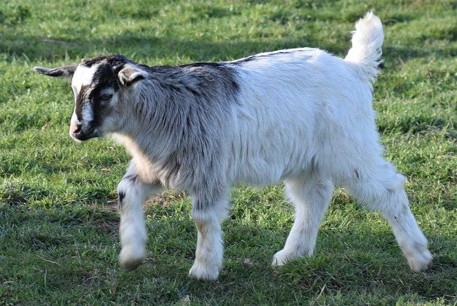 Grey and White Goat Photograph by Joe Walmsley - Fine Art America