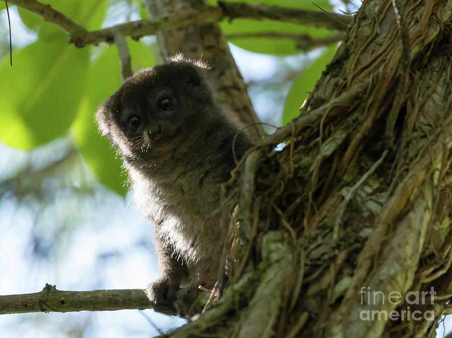 Wildlife Photograph - Grey Bamboo Lemur Portrait by Eva Lechner