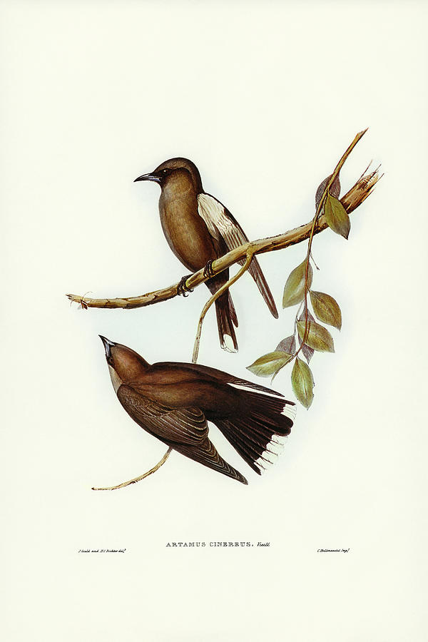 John Gould Drawing - Grey-breasted Wood Swallow, Artamus cinereous by John Gould