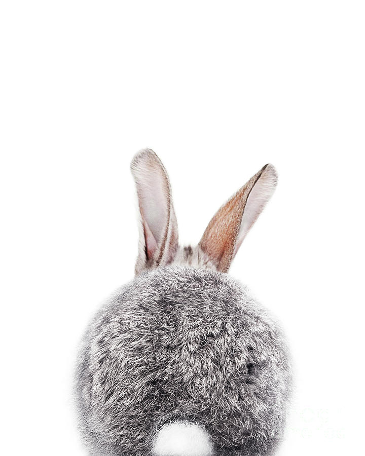 grey baby bunnies