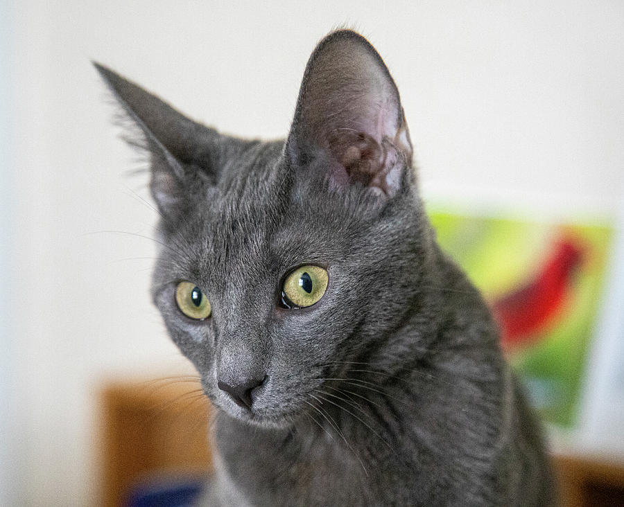 Grey Cat Photograph by Dart Humeston