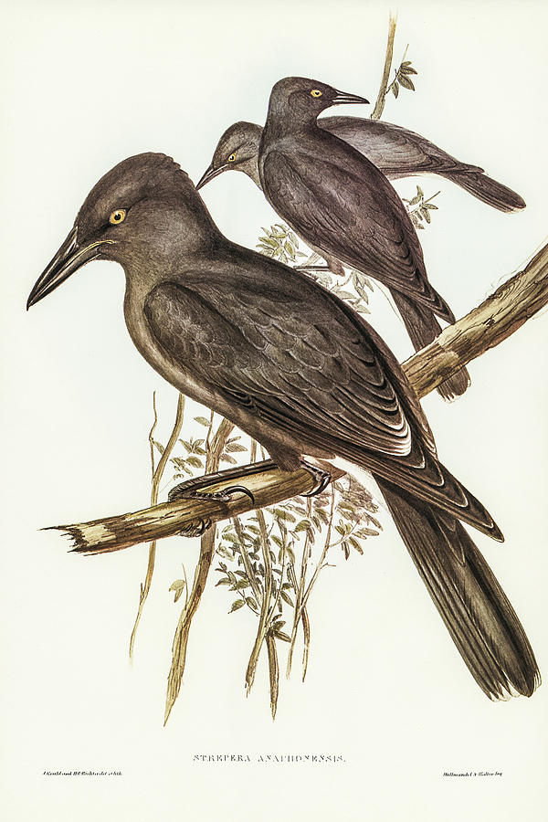 John Gould Drawing - Grey Crow-Shrike, Strepera Anaphonensis by John Gould