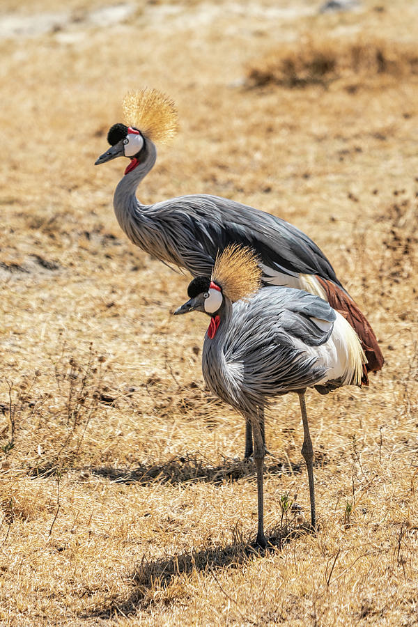 Grey-crowned crane 1 in Tanzania Photograph by Betty Eich