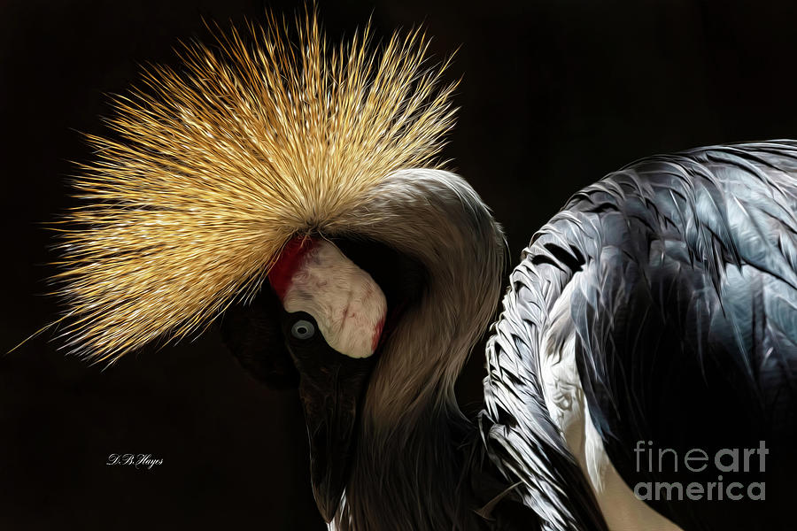 Grey Crowned Crane Photograph by DB Hayes