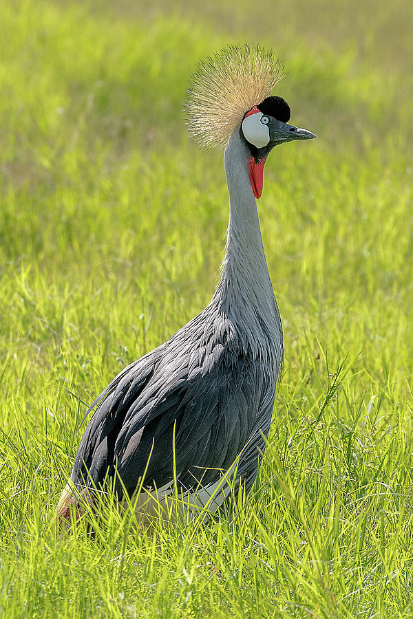 Grey Crowned Crane Photograph by Eric Albright - Fine Art America