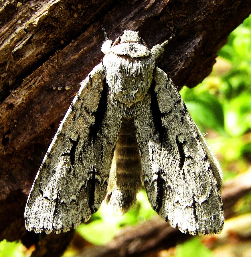 Grey Dagger Moth Photograph by Joshua Bales