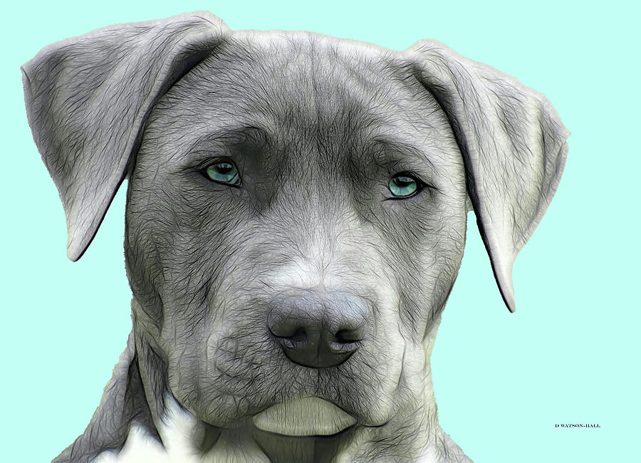Grey Dog Digital Art by Donna Watson-Hall and ArtcrewNZ