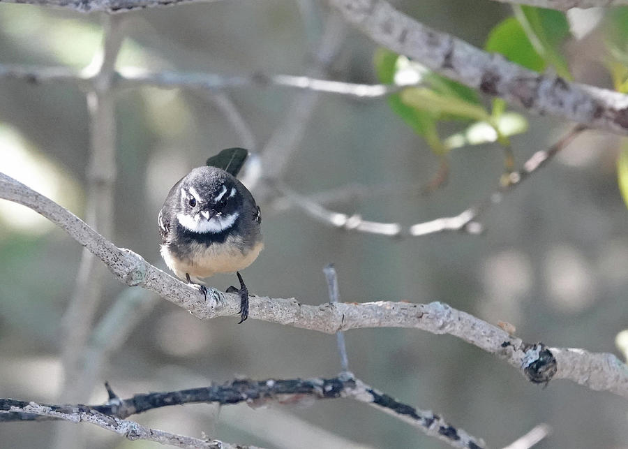 Grey Fantail 2 Photograph by Maryse Jansen