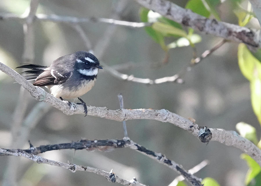 Grey Fantail Photograph by Maryse Jansen