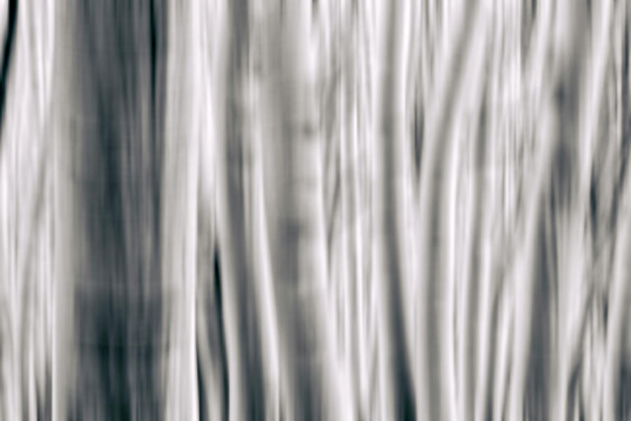 Grey Forest Trees Abstract Photograph by Joseph S Giacalone