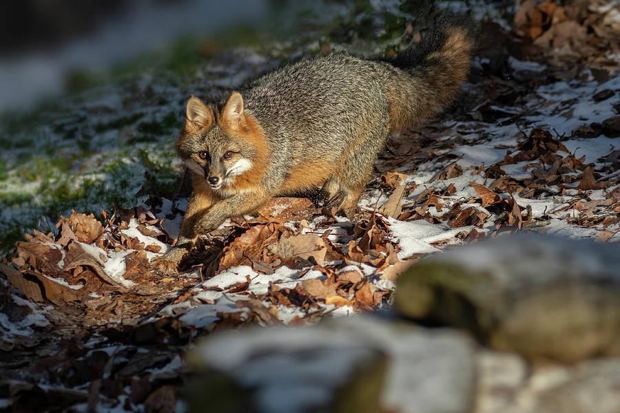 Grey fox in the sunshine Photograph by Dan Friend