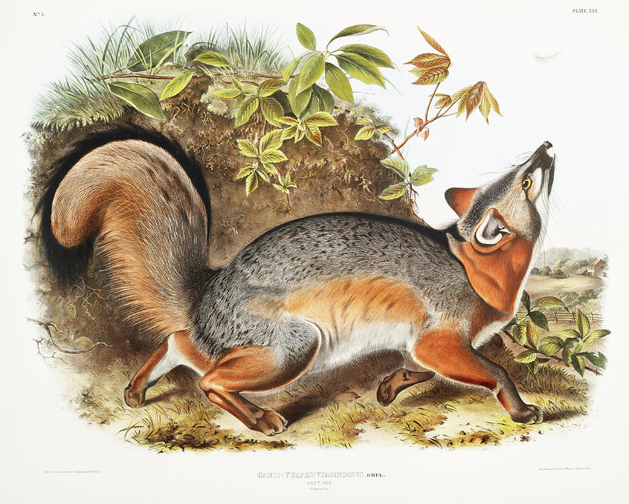 Grey Fox. John Woodhouse Audubon Mixed Media by World Art Collective