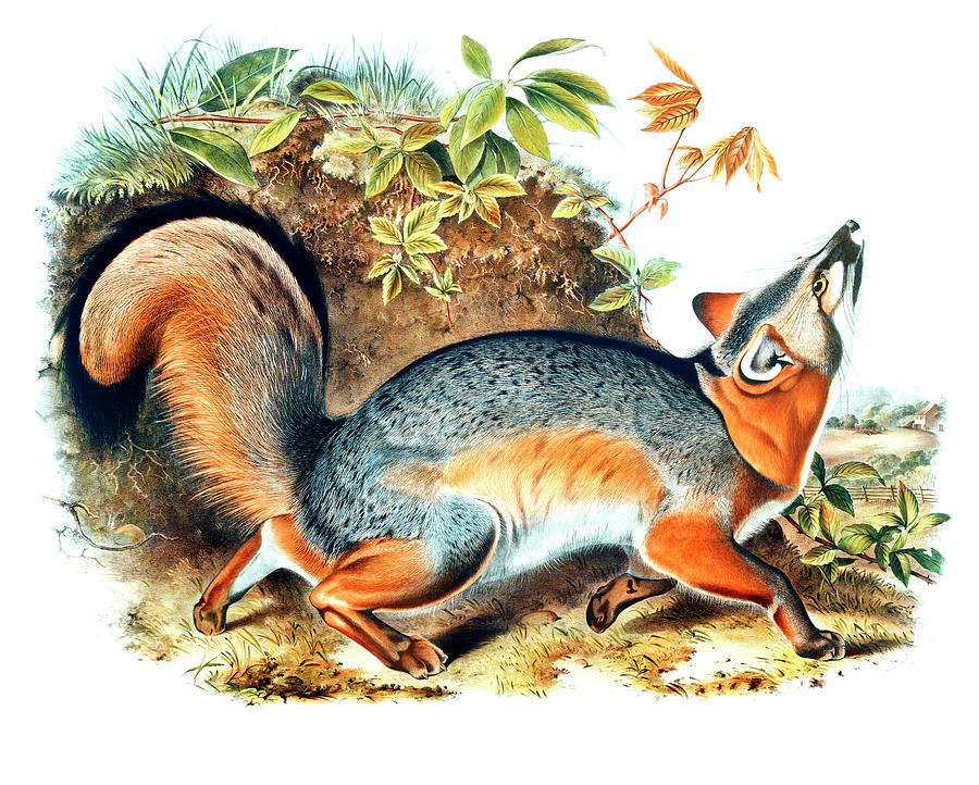 John James Audubon Drawing - Grey Fox  by John Woodhouse Audubon