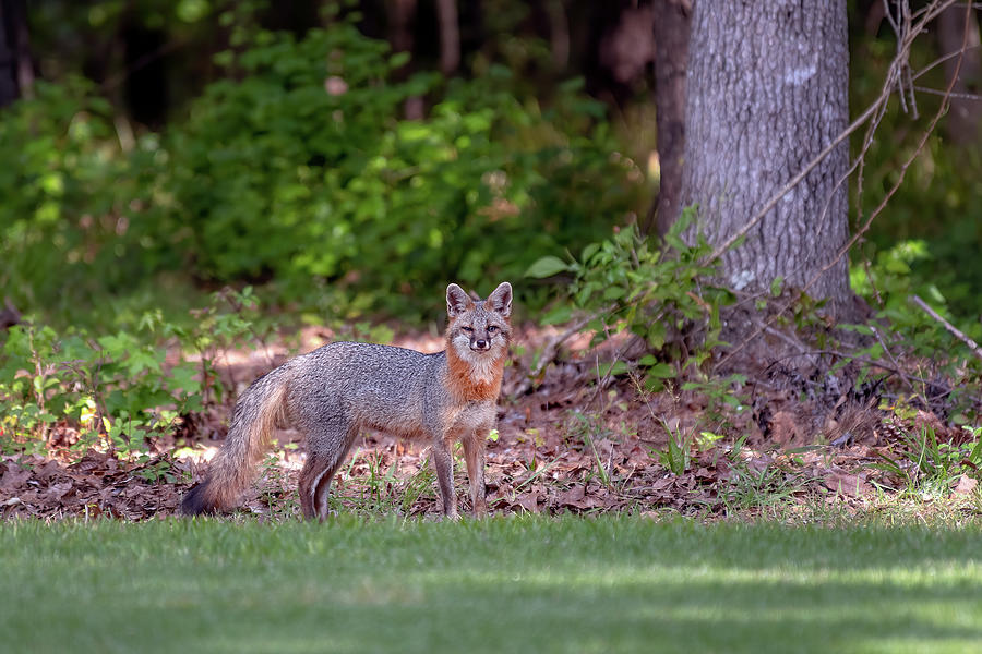Grey Fox Stare Photograph by John Kirkland