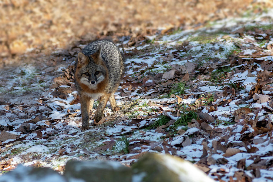 Grey fox walking on frozen ground Photograph by Dan Friend