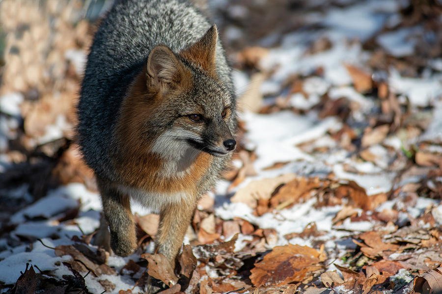 Grey foxes face Photograph by Dan Friend