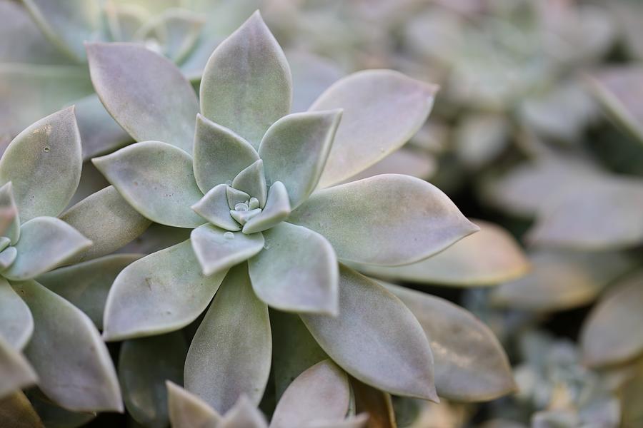 Grey Ghost Plant Photograph by Mingming Jiang