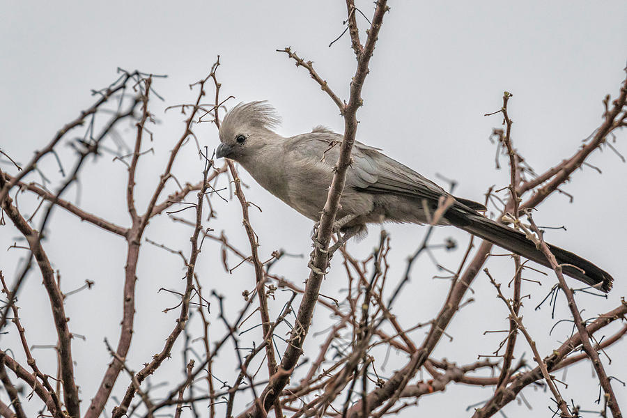 Grey Go-Away Bird Photograph by Belinda Greb