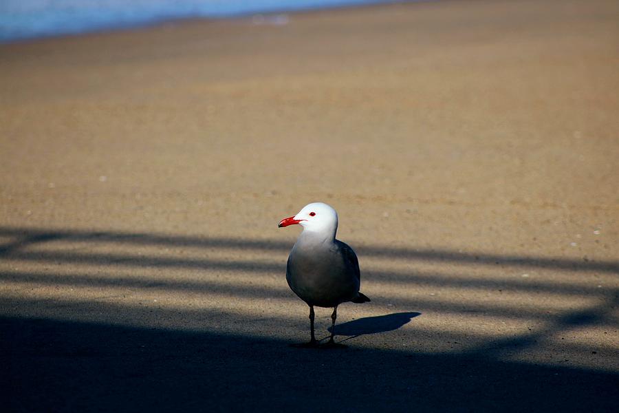 Grey Gull Photograph by LaDonna McCray