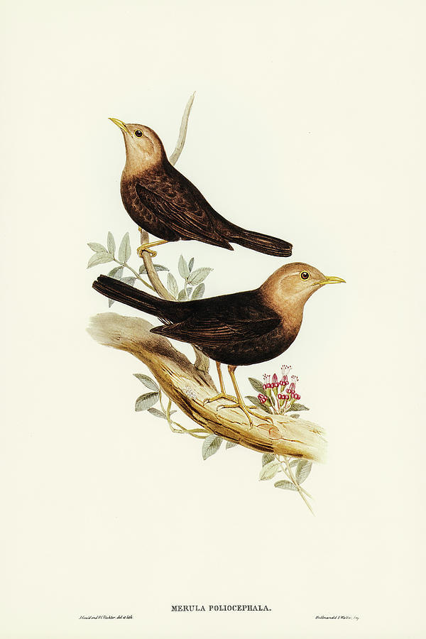 John Gould Drawing - Grey-headed Blackbird, Merula poliocephala by John Gould