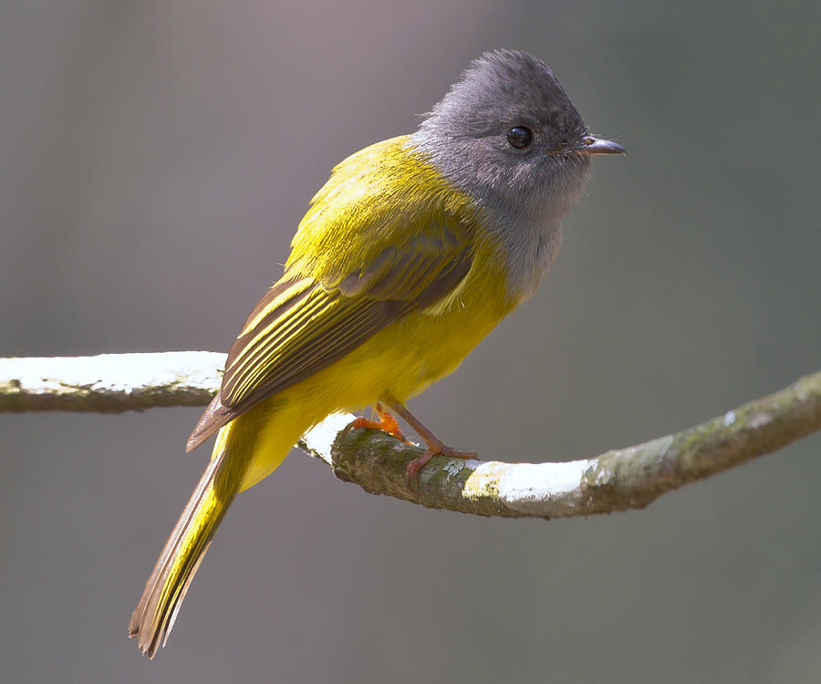 Grey headed canary flycatcher Photograph by Copyright Antony Grossy