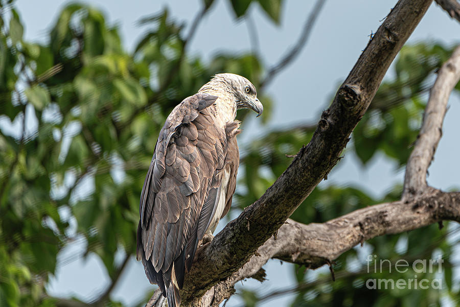 Grey Headed Fish Eagle Photograph by Pravine Chester