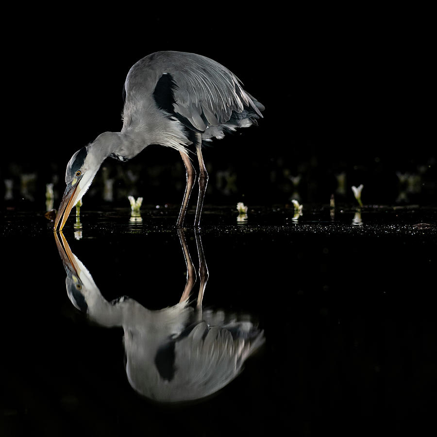 Grey Heron and Reflection Photograph by Mark Hunter