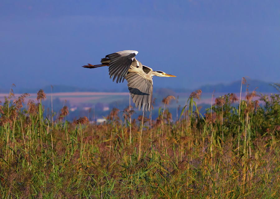 Grey heron, ardea cinerea, flying upon reeds, Neuchatel, Switzerland Photograph by Elenarts - Elena Duvernay photo