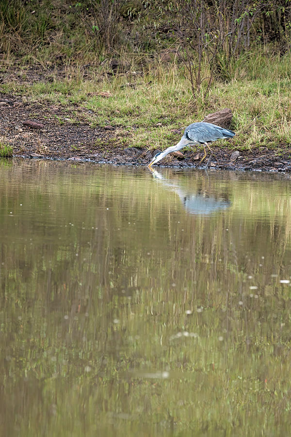 Grey Heron at the Water Hole Photograph by Lindley Johnson