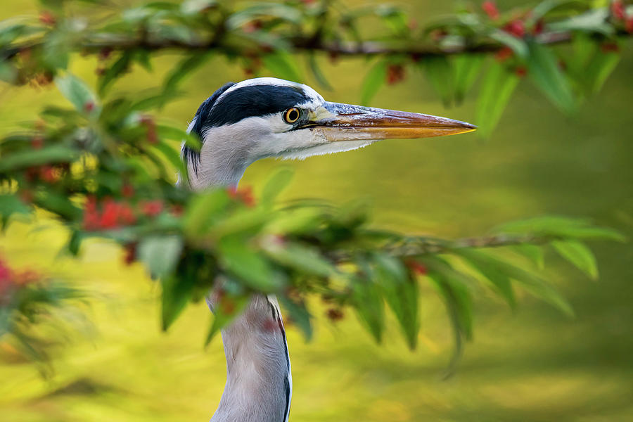 Grey Heron Close Up Photograph by Arterra Picture Library