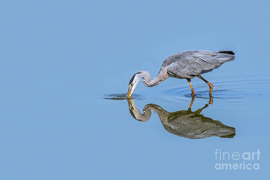 Grey Heron Fishing Photograph by Arterra Picture Library