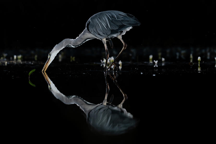 Grey Heron Fishing Photograph by Mark Hunter