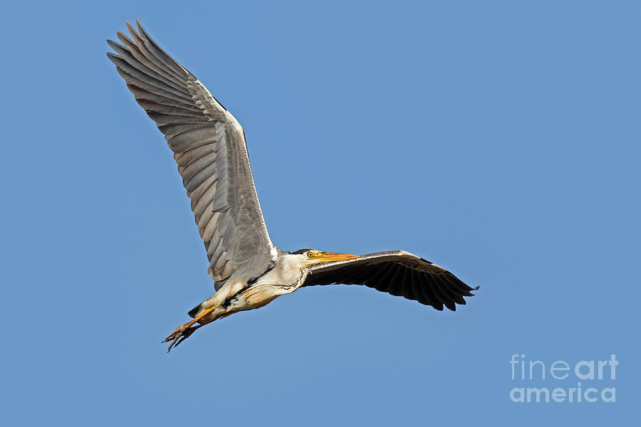 Grey Heron Flying Photograph by Arterra Picture Library