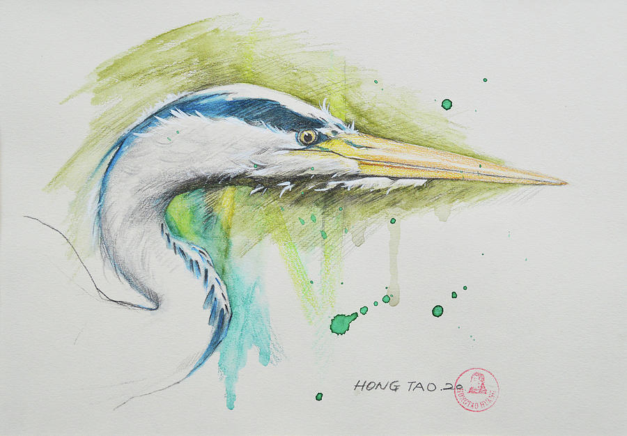 Grey Heron Drawing by Hongtao Huang