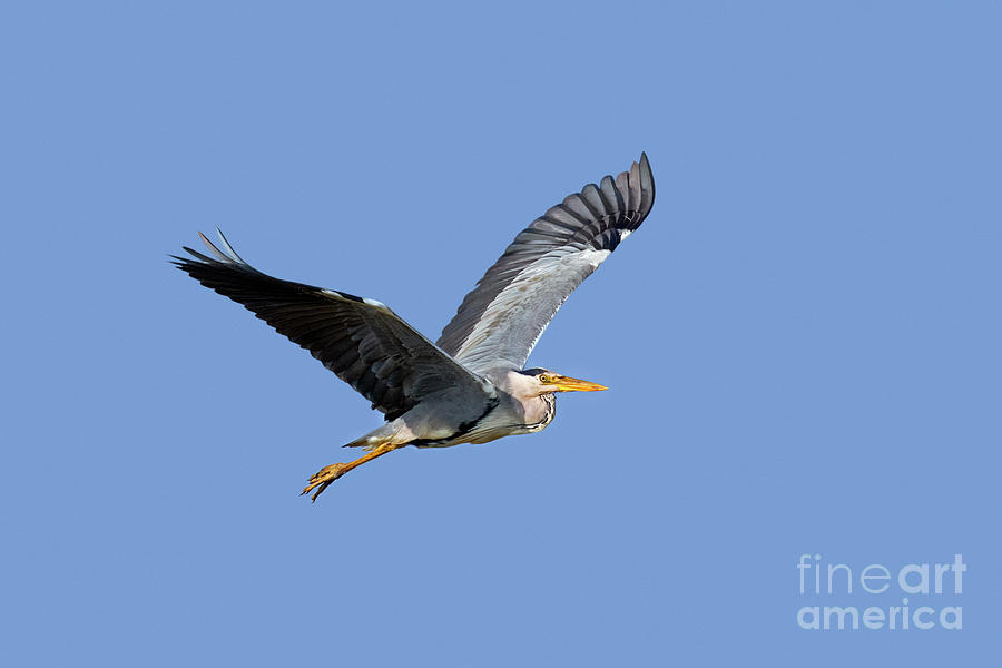 Grey Heron in Flight Photograph by Arterra Picture Library
