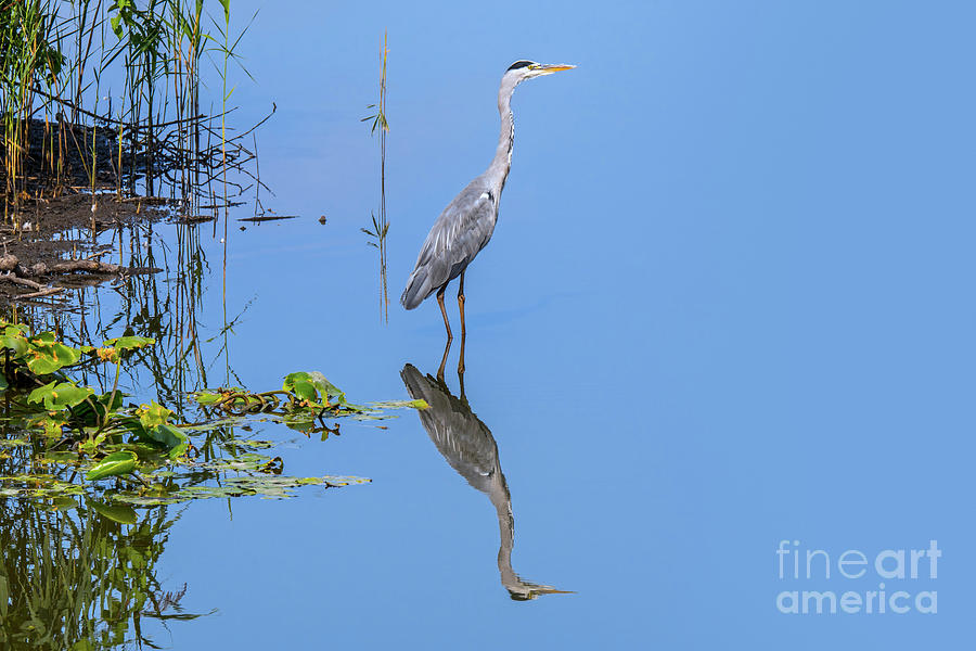 Grey Heron in Lake Photograph by Arterra Picture Library