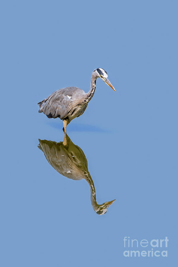 Grey Heron in Pond Photograph by Arterra Picture Library