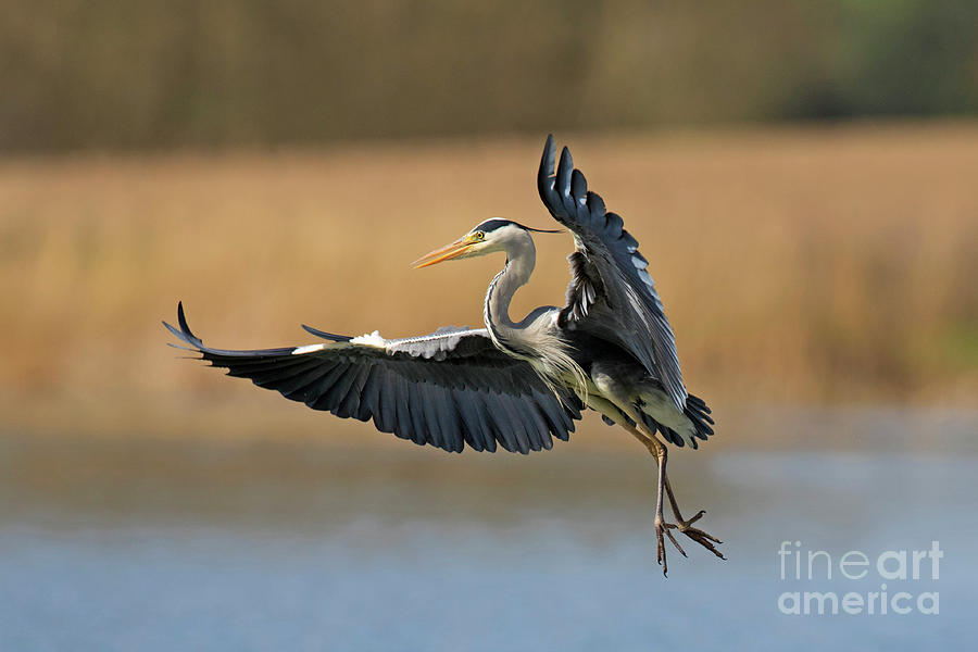 Grey Heron Landing Photograph by Arterra Picture Library