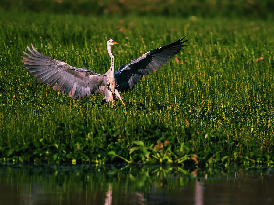 Grey heron landing Photograph by Vishwanath Bhat