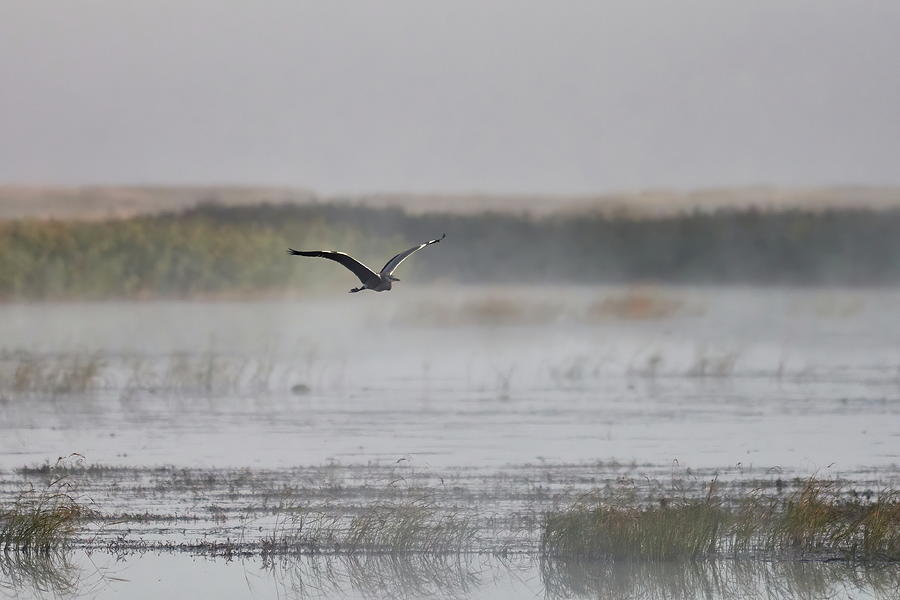 Grey heron morning flight Photograph by Jouko Lehto
