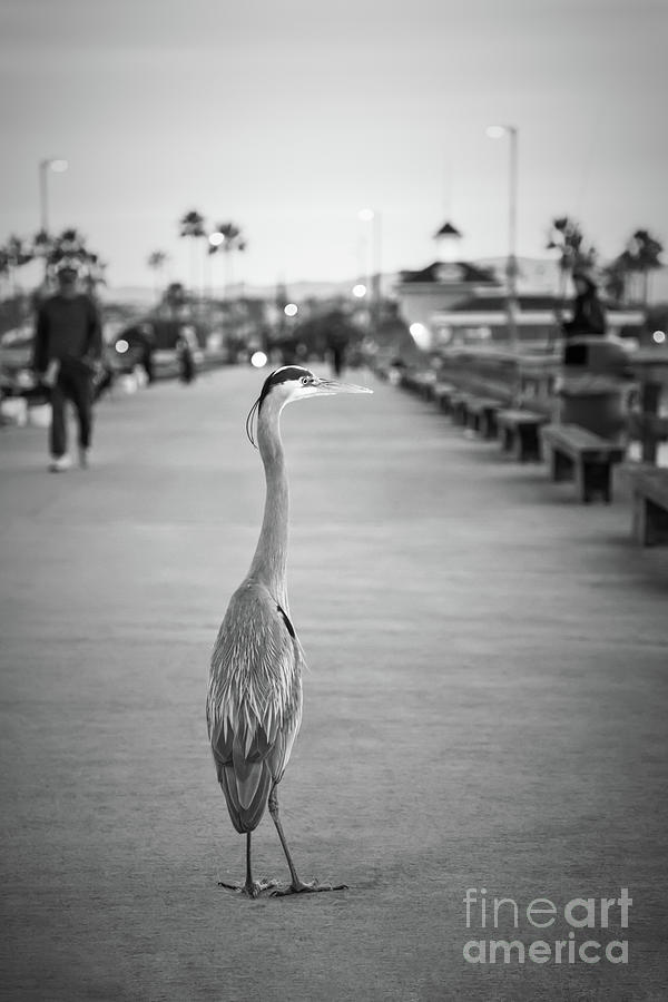 Grey Heron Newport Pier Black and White Photo Photograph by Paul Velgos