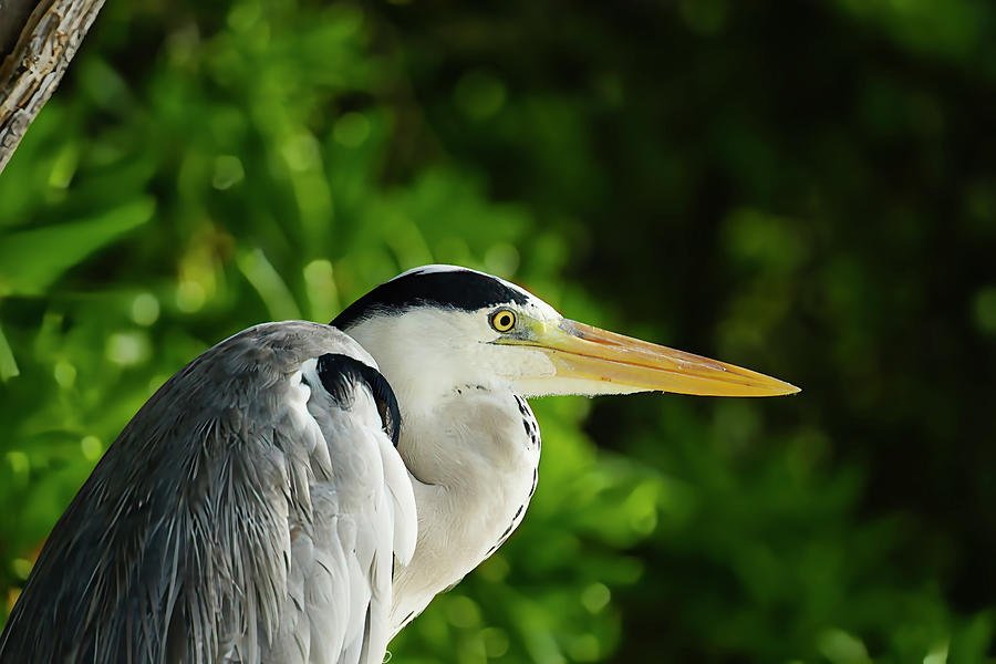 Grey Heron, Reethi Beach Resort, Maldives Photograph by Kevin Farthing ...