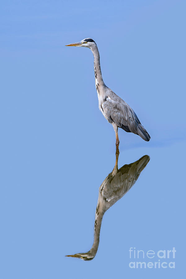 Grey Heron Reflection Photograph by Arterra Picture Library