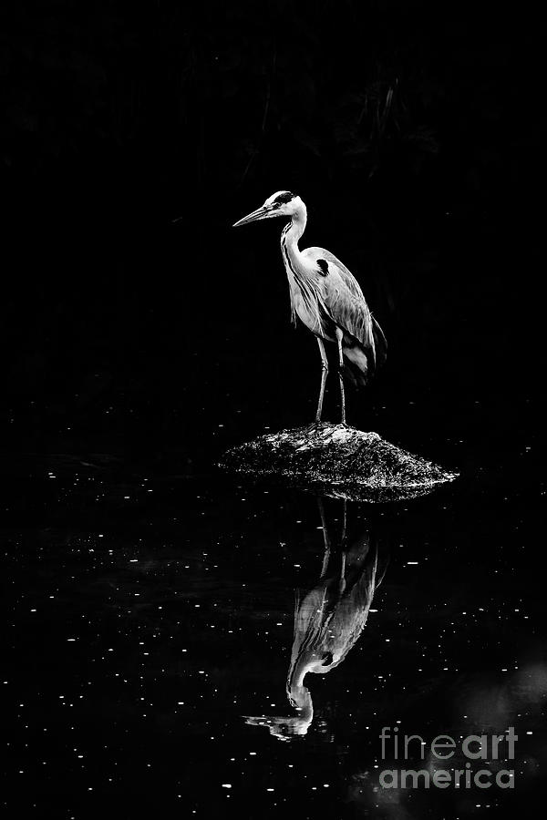 Nature Photograph - Grey Heron Reflection bw vert by Eddie Barron
