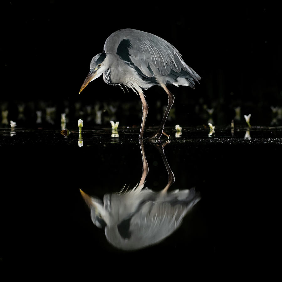 Grey Heron Standing Photograph by Mark Hunter