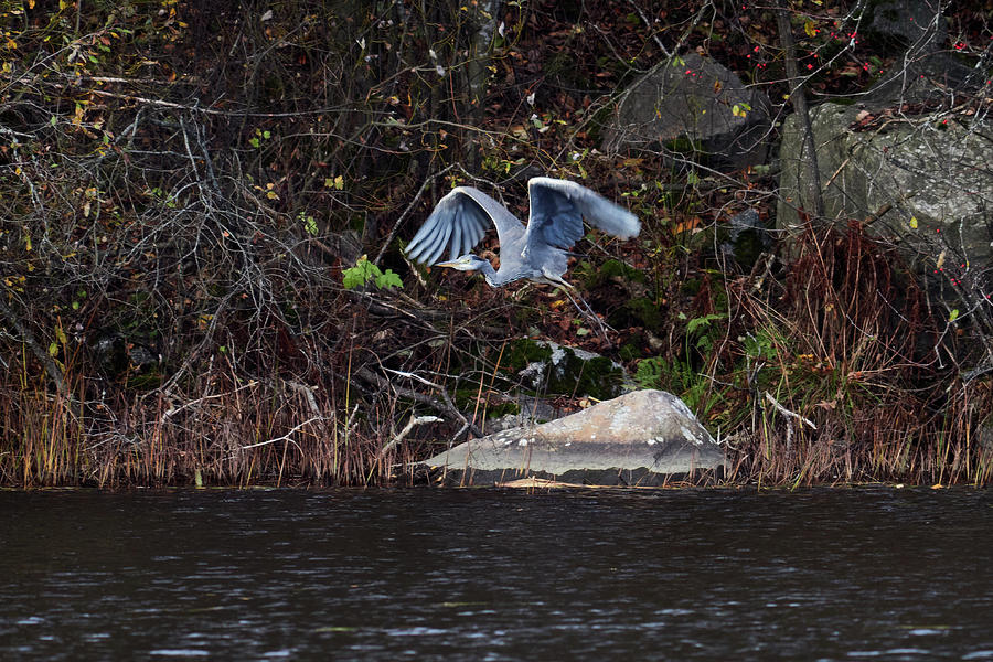 Grey heron take off Photograph by Jouko Lehto